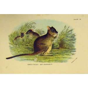 Brush Tailed Rat Kangaroo C1807 Natural History Print 