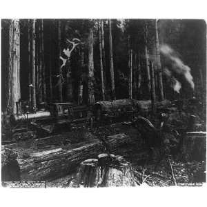 Logging train,donkeys in the wonderful woods of Washington,WA,c1908 