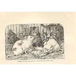    Common Mouse 1862 WoodS Natural History Engraving