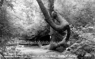 Old Photo Redwood Hwy CA Upside Down Tree  