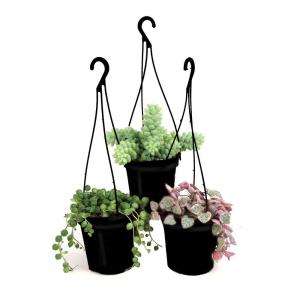 Cm Hanging Basket Succulent Plant Assorted (3 Pack) 0881006 at The 