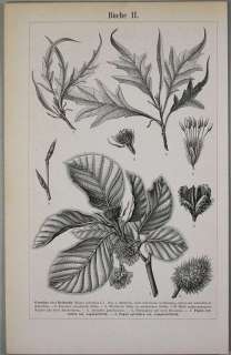 Alter Stich 1898 Buche Bäume Fauna Natur Blüten 176  