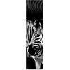 Flächenvorhangpaneel ~ Motiv Zebra (3er Set) ~ Maße je 60x245cm 