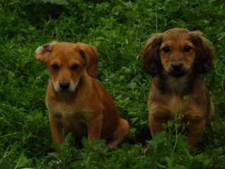 Wunderschöne Welpen in Berlin   Friedrichshain  Hunde & Zubehör 