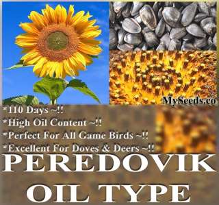 PEREDOVIK Sunflower Seeds EXCELLENT FOR GAME BIRDS DEERS TURKEY 