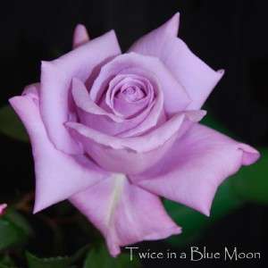 Twice In a Blue Moon Bush Rose, Very Fragrant Flowers  