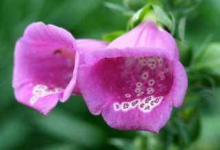 Coupez les hampes florales dès quelles sont fanées pour favoriser 