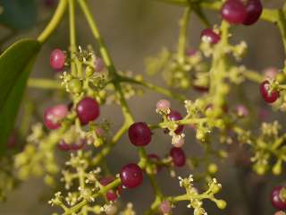 Salvadora persica (Arak, Galenia asiatica, Peelu, Pīlu, Salvadora 