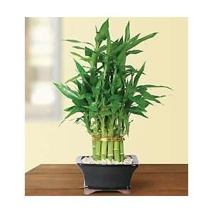 Flowers by 1800Flowers   Pyramid Bamboo   2 Layer  Grocery 