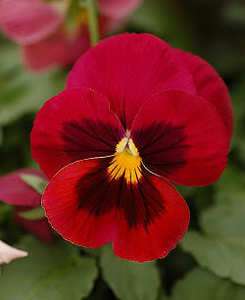  RED & BROWN PANSY VIOLA Violet Flower Seeds + Gift & Comb S/H  
