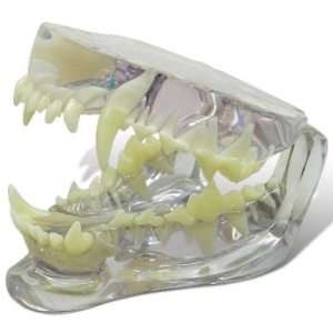 Canine/Dog Clear Jaw Anatomy/Anatomical Model #9196  