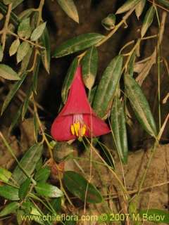 Philesia magellanica. 30 fresh seeds  