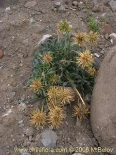 Calycera herbacea. 40 fresh seeds V.Hardy  