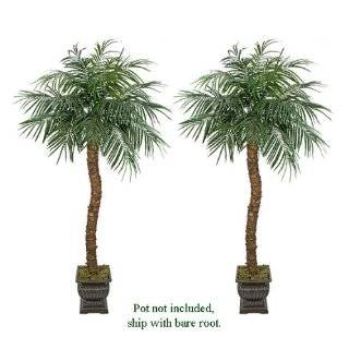 TWO 8 Artificial Phoenix Coconut Palm Trees with BENDABLE Trunks 