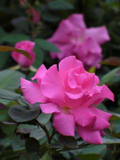 Zephirine Drouhin Rose Climbing,Thornless,Very Fragrant  
