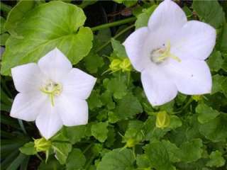 BELLFLOWER Campanula White Clips QUART PERENNIAL PLANT  