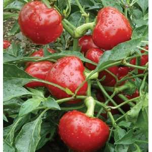  Davids Red Hybrid Cherry Bomb Pepper Peppino (Capsicum 