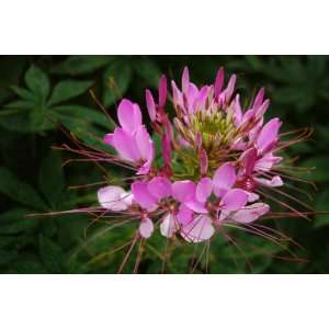  Cleome Spider Flower Fountain Blend Seed 199+ Seeds Great 