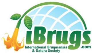 information on growing brugmansia from seed and caring for plants and 