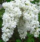 Delicate~WHITE LILAC~Seeds​~~~~~A Vision in White