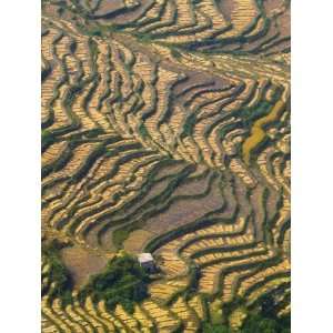 China, Yunnan Province, Yuanyang, Terraced Rice Field at Harvest Time 