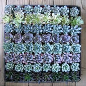64 Beautiful ROSETTE ONLY Succulents Wedding Collection Party/Shower 