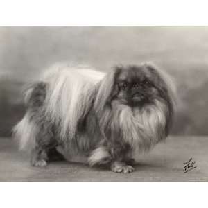  Champion Yu Fuh of Aldernbourne Dog Owned by Miss Marjorie 