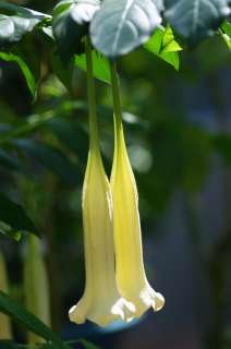   BELLFLOWER ~Cubanola Domingensis~ FANTASTIC FLOWER Rare PLANT 15 Seeds