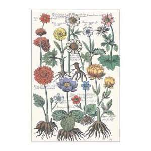 Botanicals (Crocii) by Johan Theodore De Bry. Size 10.00 X 14.00 Art 