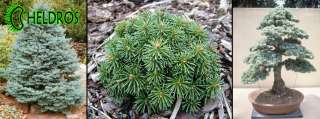   LASIOCARPA Subalpine Fir great for Bonsai and Garden RARE   