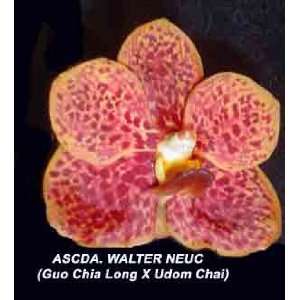 Ascocenda Walter Neuc (Guo Chia Long X Udom Chia)  Grocery 