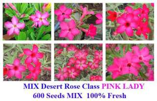 Mixed 600 seeds Adenium obesum  Pink  Class  