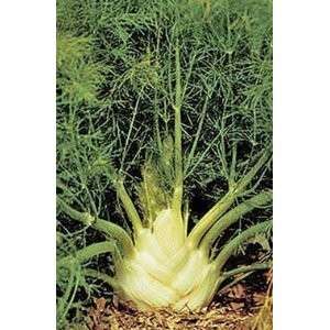 FENNEL FLORENCE LARGE 50+ SEEDS ONION SEED  