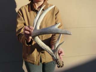  Whitetail deer shed Antlers Antler horns Taxidermy Log home Decor