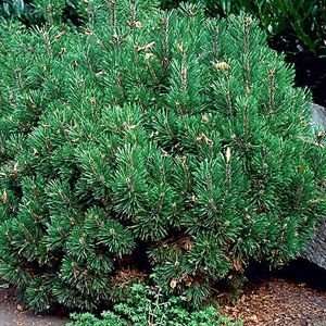  PINE MUGO / 2 gallon Potted Patio, Lawn & Garden