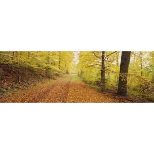 com Road Covered with Autumnal Leaves Passing Through a Forest, Baden 