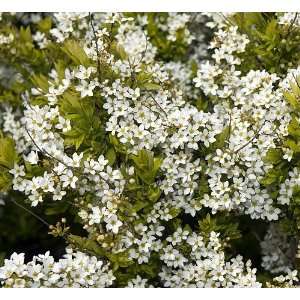  Mellow Yellow Ogon Spirea   Potted   Chartreuse Leaves 