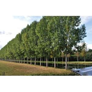  Hybrid Poplars By Collections Etc Patio, Lawn & Garden