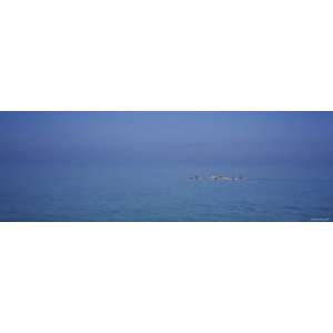 Tourists Kayaking in the Sea, Fort de Soto Park, Tierra Verde, Florida 