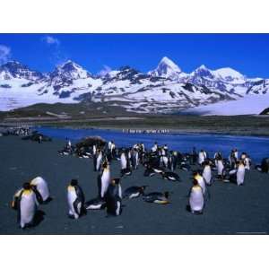 Colony of the King Penguin in St. Andrews Bay, the Largest Penguin 