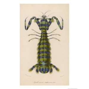  Mantis Shrimp Giclee Poster Print by Paul Fournier, 18x24 