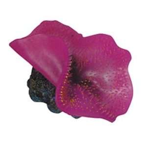  Marineland Elephant Ear Mushroom Purple