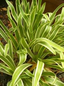 RARE  FULL SIZE VARIEGATED AGAPANTHUS LILY Must See 4 Clivia, Crinum 