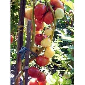  Lutescente Tomato Plant   VERY RARE   5 Colors Patio 