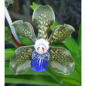   Vanda tessellata Black and Blue Species Orchid Plant