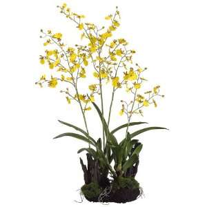   Yellow Oncidium Orchid Plants with Soil and Moss 38
