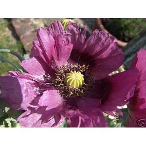  **Lavender** Rare Color**Poppy**Seeds**Beautiful** & EZ to 