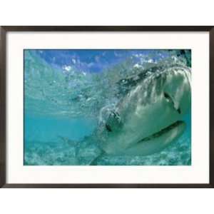  A Tiger Shark Hunting for an Albatross Fledgling to Eat 