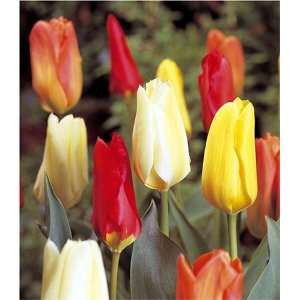  Tulips, Fosteriana Mixed (18 bulbs) Patio, Lawn & Garden