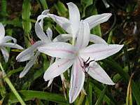 Crinum Lily, Royal White, blooming size bulb  